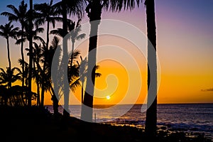 Coconut palms, golden maui sunset