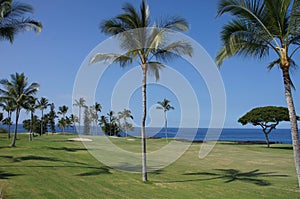 Coconut palms on golf course fairways