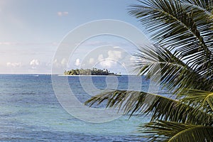 Coconut palms and island in the caribbean