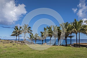 Coconut palms lined up on the coast of Hanga Roa
