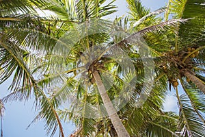 Coconut Palms: Mystery Islands