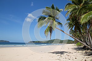 Coconut palms at Nacpan Beach