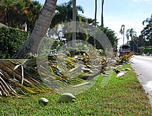 Coconut Palms in Naples at the Gulf of Mexico, Florida