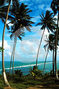 Coconut palms on the ocean beach