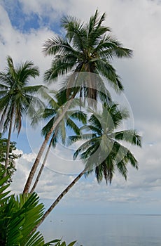 Coconut palms over blue sky background