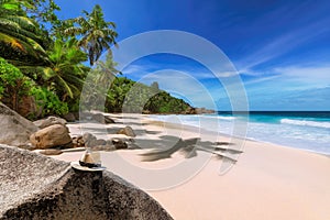 Coconut palms on paradise beach and turquoise ocean in island of Seychelles