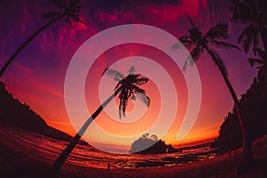 Coconut palms and pink sunset or sunrise at tropical beach