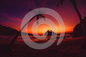 Coconut palms and pink sunset at tropical beach with ocean