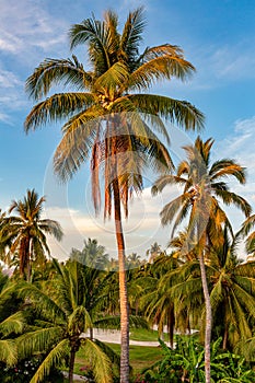 Coconut Palms in beautiful Ixtapa, Mexico as dusk approaches photo