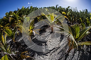 Coconut Palms on Polynesian Island