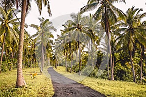 Coconut palms and road in tropical island