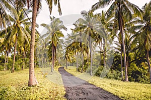 Coconut palms and road in tropical island. Tropical trees, way in paradise