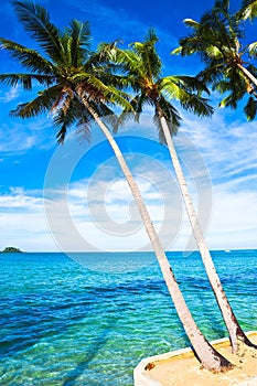 Coconut palms on sand beach in tropic