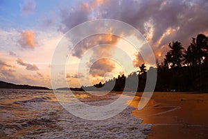 Coconut palms on sand beach in tropic