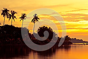 Coconut palms on sand beach in tropic on sunset