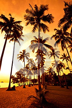 Coconut palms on sand beach in tropic on sunset