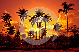 Coconut palms on sand beach in tropic on sunset photo