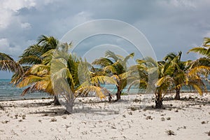 Coconut Palms on Sandy Beach in Caribbean
