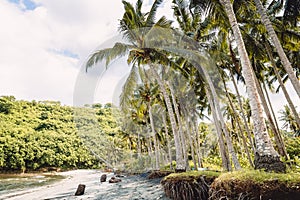 Coconut palms and sandy beach in tropical island