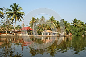 Coconut palms on the shore of the lake. Kerala, South India