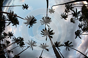 Coconut Palms and Sky