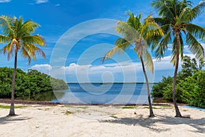 Coconut palms on Sunny beach and Caribbean sea