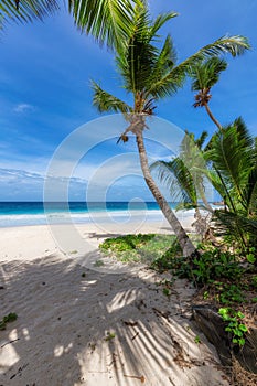 Coconut palms on sunny beach and turquoise sea.