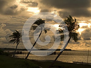 Coconut palms in the sunset