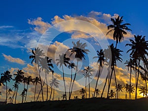 Coconut palms in the sunset