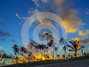 Coconut palms in the sunset