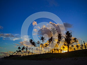 Coconut palms in the sunset