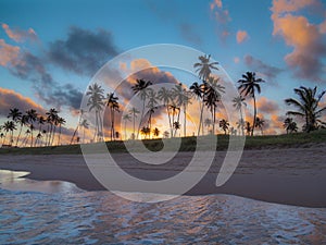 Coconut palms in the sunset