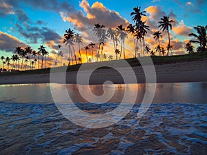 Coconut palms in the sunset