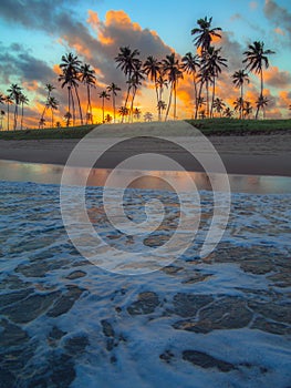 Coconut palms in the sunset