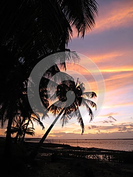 Coconut palms in the sunset