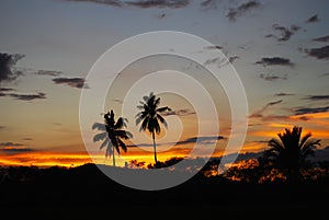 Coconut palms at sunset Mindanao Philippines