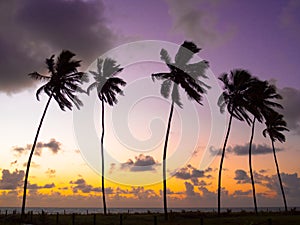 Coconut palms in the sunset