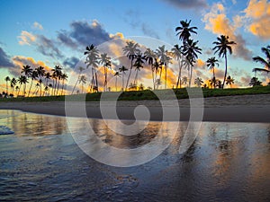 Coconut palms in the sunset