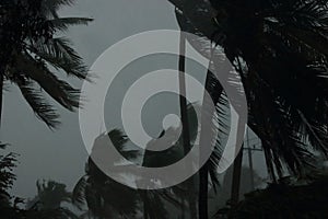 Coconut palms tree during heavy wind or hurricane. Rainy day