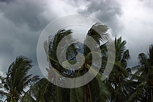 Coconut palms tree during heavy wind or hurricane. Rainy day