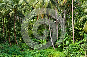 Coconut palms trees and green plants in the tropical forest