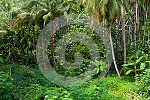 Coconut palms trees and green plants in the tropical forest at Island