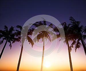 Coconut palms is in tropic on sunset background