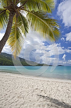 Coconut palms at a tropical beach