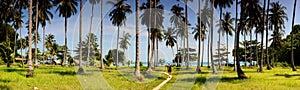 Coconut Palms on Tropical Island