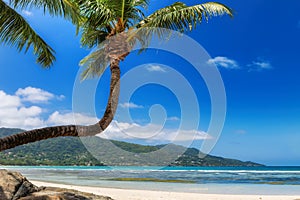 Coconut palms on tropical sanny beach and turquoise sea