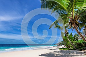 Coconut palms on tropical sanny beach and turquoise sea in Hawaii island.