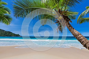 Coconut palms on tropical sanny beach and turquoise sea in Hawaii island.