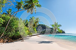 Coconut palms on tropical sanny beach and turquoise sea