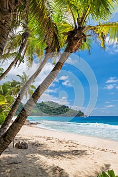 Coconut palms on tropical sunny beach in Paradise island